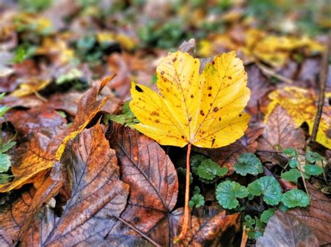 Spotted Yellow Autumn Leaf Fallen On Forest Floor Stock Image Image