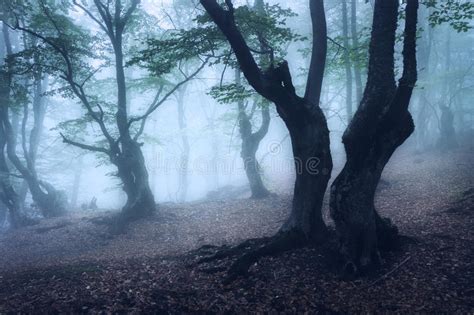 Mystical Autumn Forest In Fog In The Morning Old Tree Stock Photo