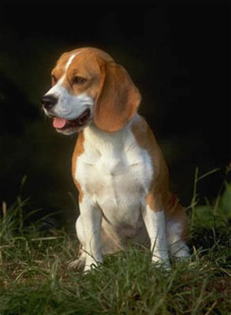 world  pet beagle