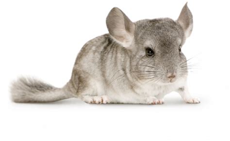 Chinchilla Png 20 Free Cliparts Download Images On Clipground 2023