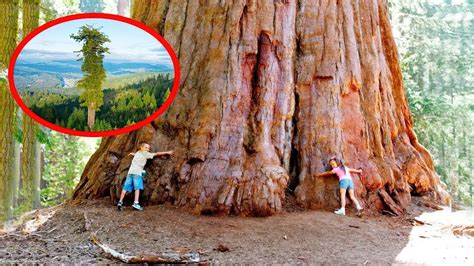 Biggest Tree On Earth
