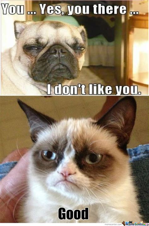 40 Grumpy Cat Memes That You Will Love Fallinpets