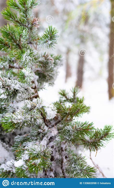 Natural Christmas Tree In The Snowy Forest Stock Photo Image Of Ball