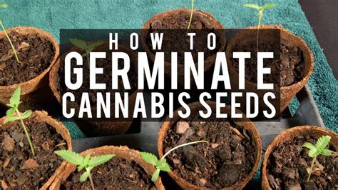 How To Grow Cannabis Ep 1 Germinating Seeds Ruffhouse Studios