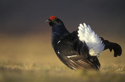 Black Grouse Black Grouse Bird Animal Hd Wallpaper Peakpx