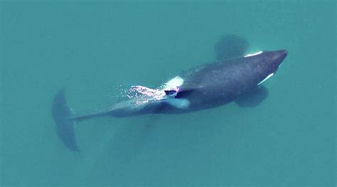 Incredible Images Of Killer Whales From Above