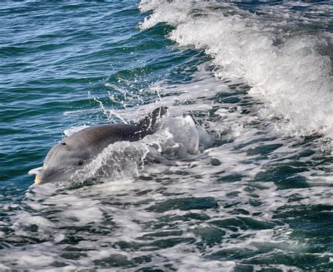 Dolphins Smile Photograph By Kristina Deane Fine Art America