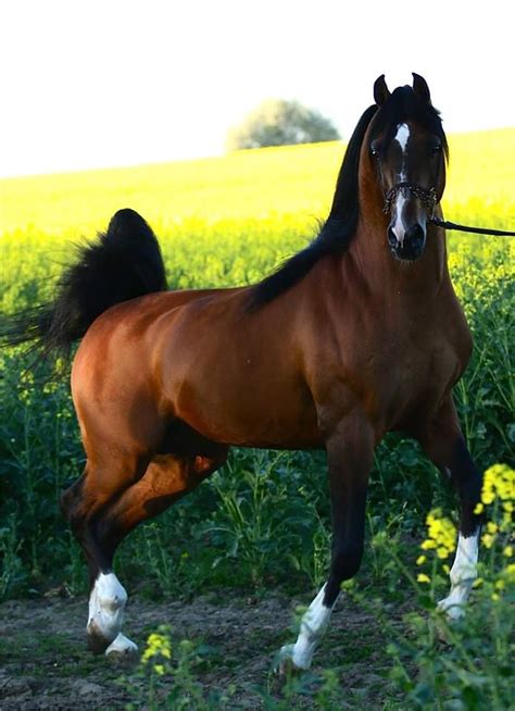 Bask Afire Bey 🇺🇸 1412000 Arabian Bay Stallion Afire Bey V