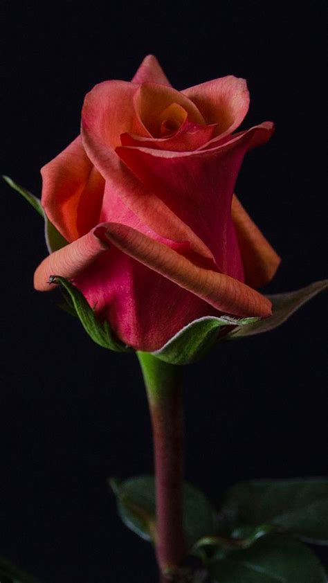 Close Up Photo Of Red Rose Flower With Dark Background For Mobile Phone