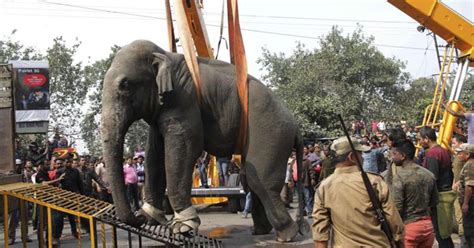 Elefante selvagem invade cidade da Índia e causa pânico