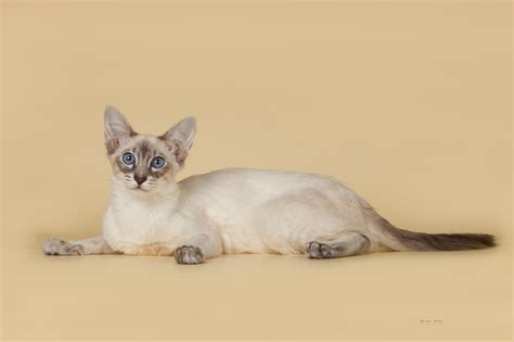 Mammal Siamese Cat Full Length Kitten Siamese Domestic Cat Pets