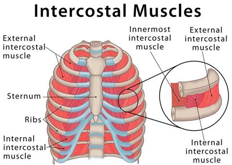 Intercostal Muscle Strain Orchard Health Clinic Osteopathy
