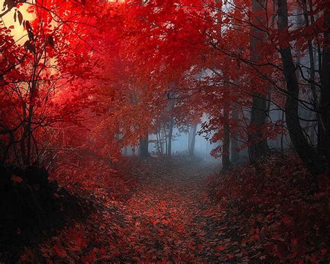 Autumn Forest Red Hd Wallpaper Peakpx