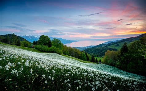 Shop by room, style or finish. Wild flowers HD Wallpaper | Background Image | 2560x1600 ...