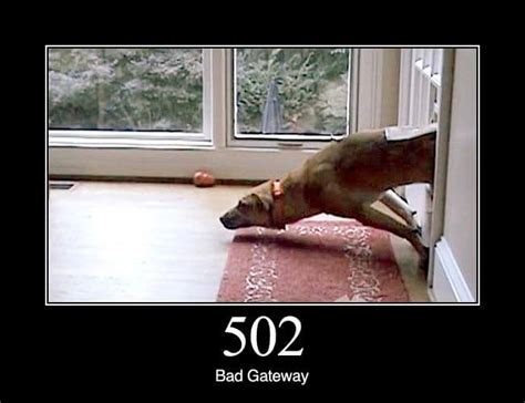 502 Bad Gateway Status Dogs