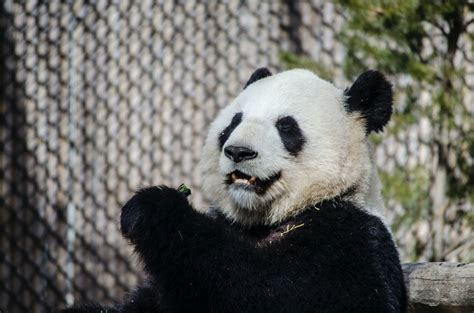 Panda Bear In Cage · Free Stock Photo