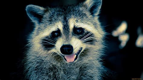 20 Funny Raccoon Wallpapers Wallpaperboat