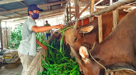 Budidaya Ternak Sapi Cara Merawat Dan Mengoptimalkan Produksi Daging Banten Farm