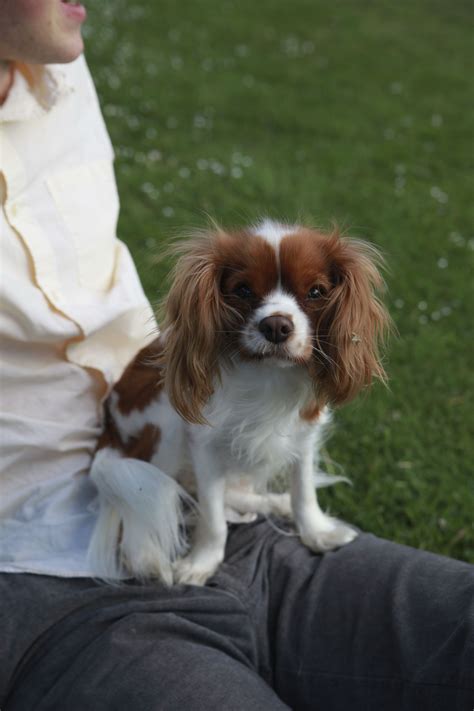 But some cavalier spaniels are known to be fussy about food. Cavalier King Charles Spaniel Puppies For Sale Near Me