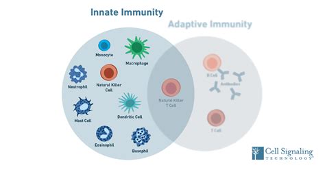 Immunology: How does the innate immune system work?