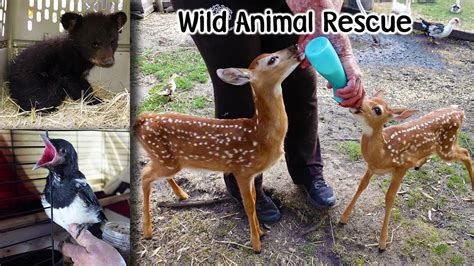 Wild Animal Rescues Of 2021 Youtube