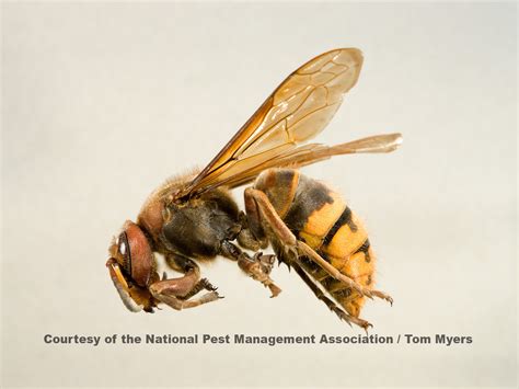 European Hornet Extermination Removal And Information