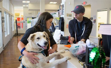 There are countless cats the option of four weeks' free petplan insurance (whichever branch or centre you adopt from). Northeast Adoption Center & Low-Cost Clinic