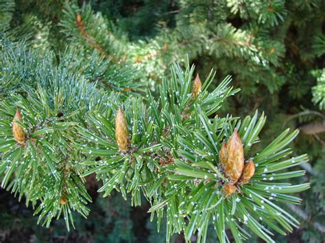 New Utah Gardener Bristlecone Pine Drought Tolerant