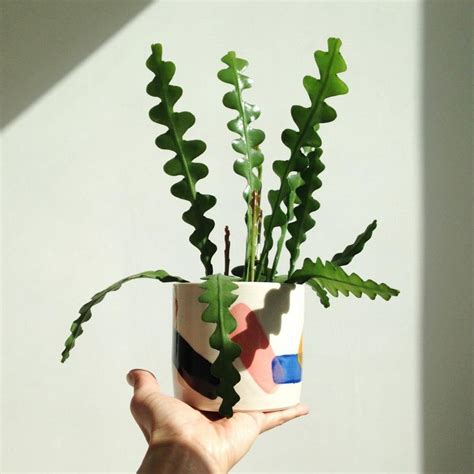 Ric rac, zigzag and fishbone orchid cactus are just a few of these descriptive monikers. ric rac / zig zag / fishbone cactus Cryptocereus ...