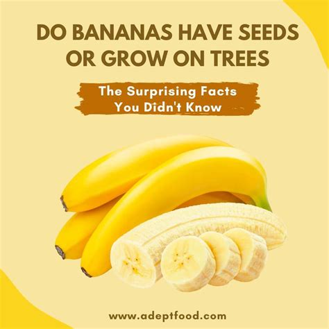 Do Bananas Have Seeds Or Grow On Trees