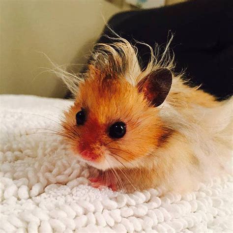 Land Of Cuteness On Twitter Baby Hamster Cute Hamsters Funny Hamsters