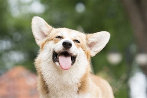 『可愛い犬の画像』を見ることで幸せ度がアップするという研究結果 わんちゃんホンポ