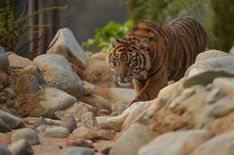 Chester Zoos Sumatran Tigers Get A New Home Daily Post