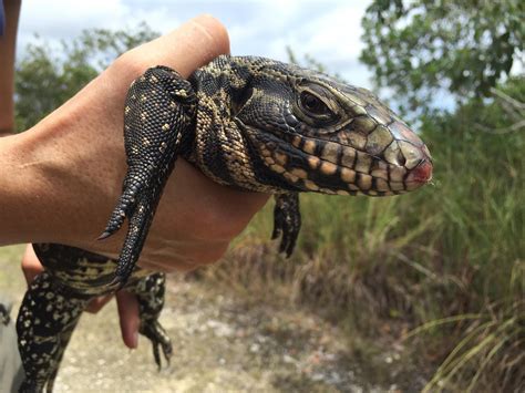Biologists Remove Invasive Tegu Lizard Threatening Floridas Wildlife