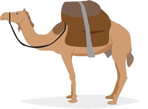 10 Free Dromedary And Camel Illustrations Pixabay