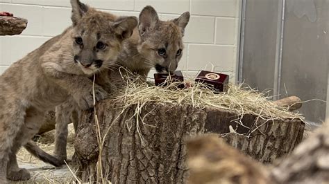 Houston Zoo Cougar Cubs Carry On Ring Guarding Tradition The Houston Zoo