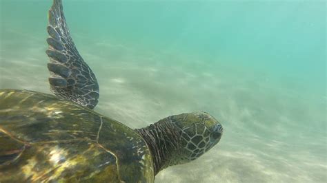 Maui Sea Turtles Youtube