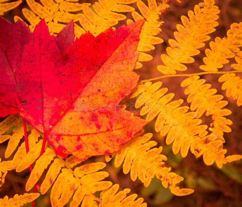 Red Maple Leaves Stock Photo Image Of Leaf Fall Algonquin 27080840