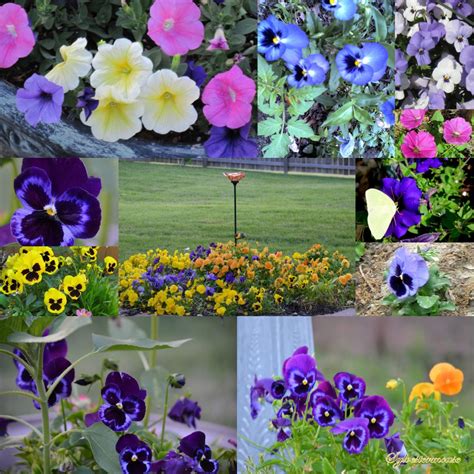 How To Plant And Care For Pansy Flowers Pansies Easy Backyard Gardening