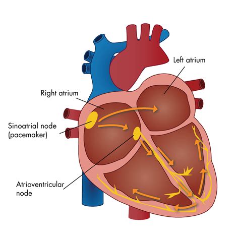 The Heart Conduction System Queensland Cardiovascular Group