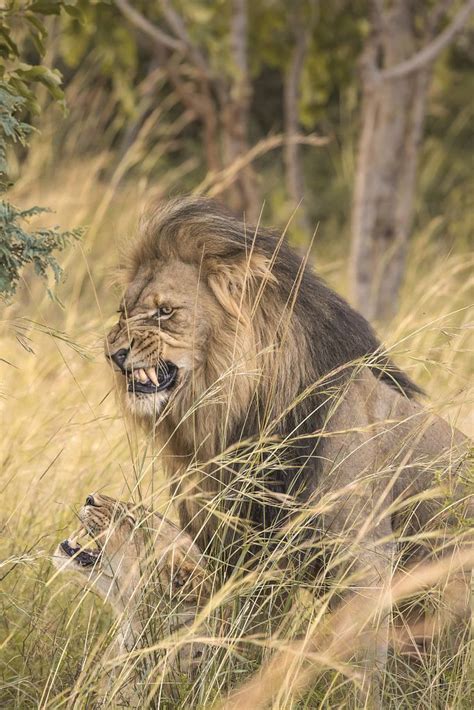 Mating Lions Of Entabeni Animals Mating Animal Habitats Lion Pictures