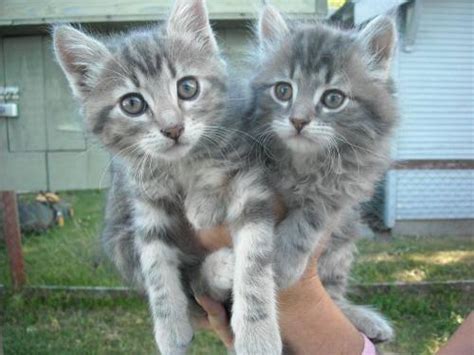 He is beautiful, athletic, curious, energetic and quiet. Tabby - Grey - Long Haired Tabbys - Small - Baby - Male ...