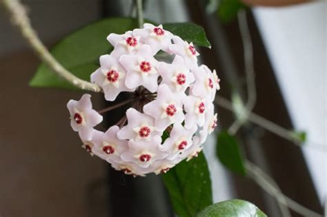 Wax Plant Hoya Carnosa Pictures Indoor Care Tips