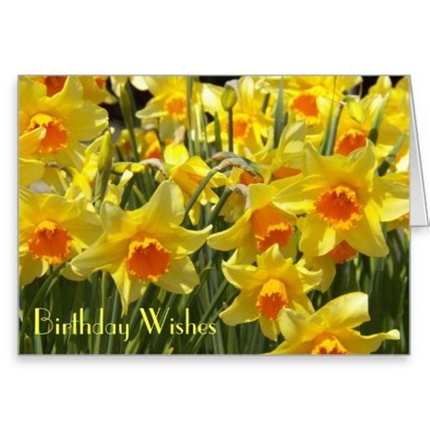 Review Daffodils Birthday Wishes Greeting Card Online After You Search
