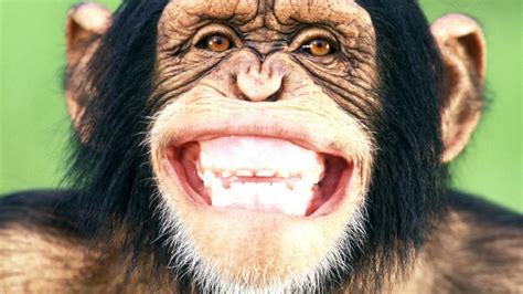 Verhaltensforschung Das Scheinheilige Lachen Der Affen WELT