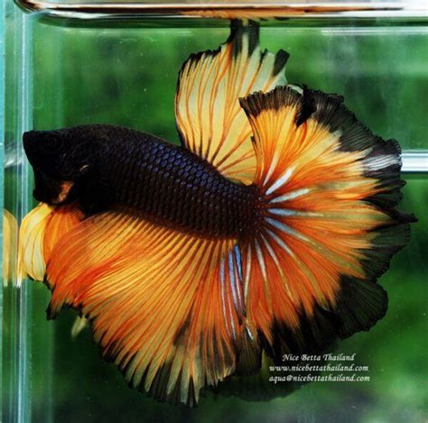The winning bid on a facebook auction for a betta fish pigmented like thailand's national flag ended at a whooping 53,500 baht as far as we are aware, this makes it the most expensive betta fish in the world. The most expensive betta fish | Betta fish tank, Betta ...