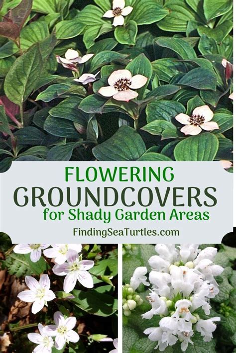 Spring is fast approaching and the time has come to choose perennials for your garden. 16 Best Flowering Ground Covers for Shade - Finding Sea ...