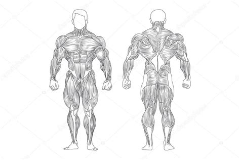 Maybe you would like to learn more about one of these? Male Muscles — Stock Vector © Chisnikov #5756584