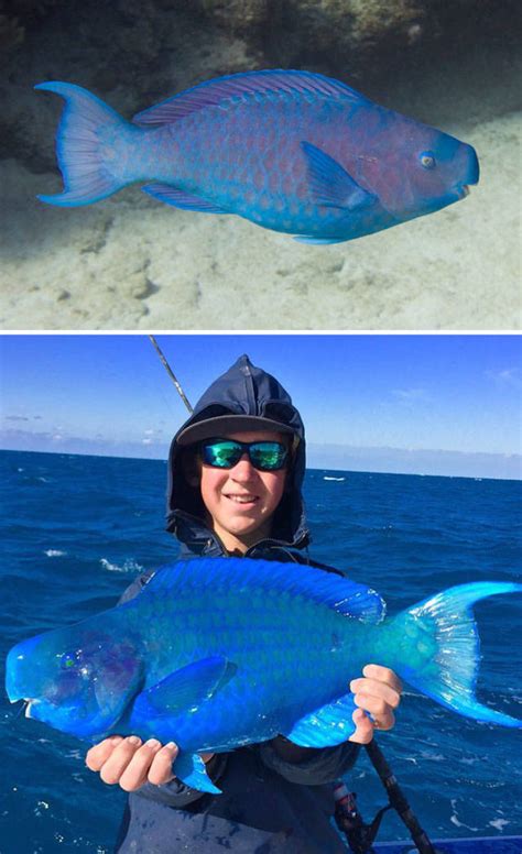 40 Amazing Creatures Look To Be From Another World! - Wow Gallery