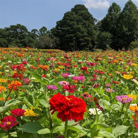 How To Grow Zinnias From Seed To Gorgeous Flowers Step By Step